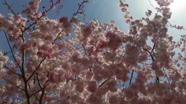 Arılar güneşli bir bahar gününde pembe çiçek açan sakura ağaçlarını döllerler.