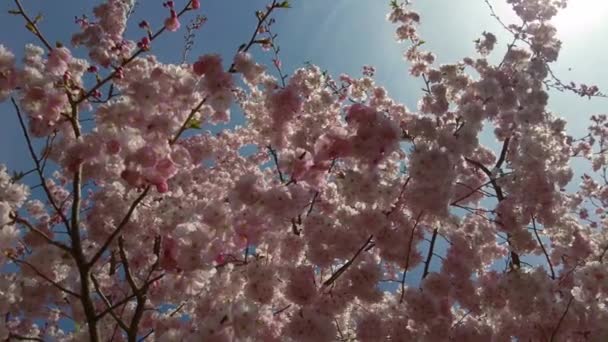 Bienen Bestäuben Rosa Blühende Sakura Bäume Einem Sonnigen Frühlingstag — Stockvideo
