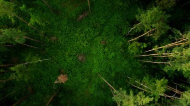 Aerial bird's eye view of an empty circle in the middle of the green forest on the spring morning