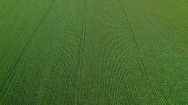 Aerial drone forward moving shot of cinematic endless green grain field drone with symmetric wheat plantation visible from above at daytime