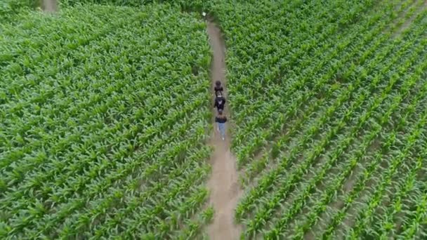 一群朋友在玉米地里散步 共同努力解决从迷宫中逃脱的问题 秋天的空中景观 — 图库视频影像