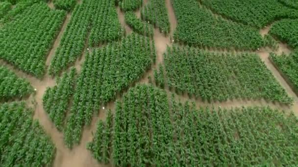 空中无人驾驶飞机在白天飞越一片绿色的核心区迷宫 — 图库视频影像