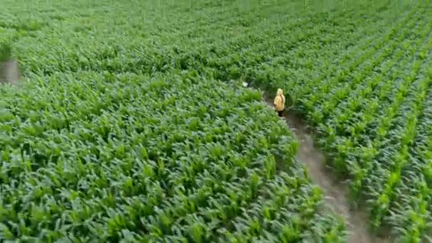 Junger Mann Läuft Gelber Jacke Mitten Durch Ein Maislabyrinth Und — Stockvideo