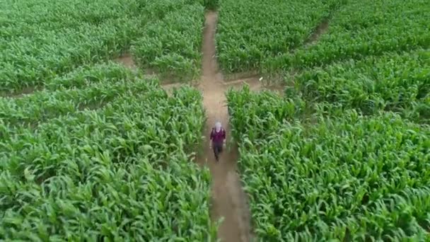 Homem Entra Labirinto Milho Labirinto Culturas Alimentares Espaço Verde Para — Vídeo de Stock