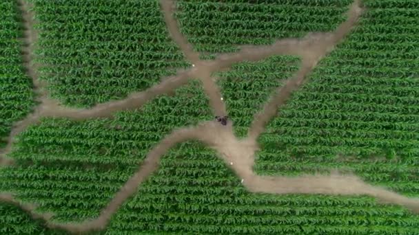 Вид Воздуха Группу Друзей Блуждающих Вместе Кукурузном Поле Зеленый Лабиринт — стоковое видео
