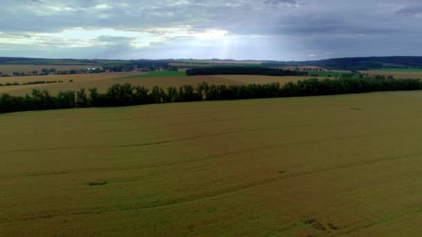 Vista Aérea Del Laberinto Del Maizal Laberinto Cultivos Alimentarios Espacio — Vídeo de stock