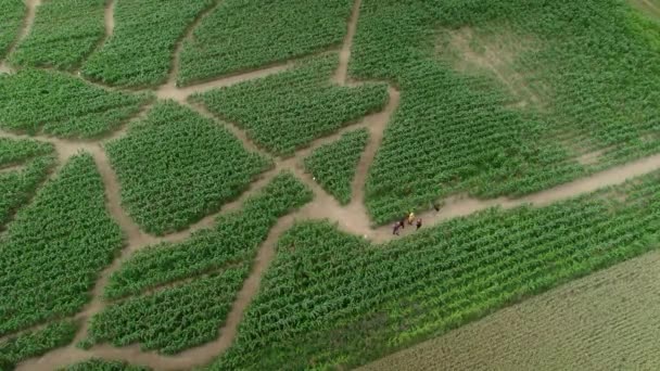 Grupo Amigos Vagando Caminhos Labirinto Verde Vista Drone Dia Ensolarado — Vídeo de Stock