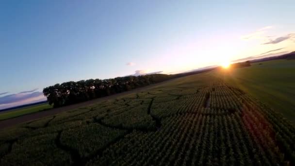 Maze Gjord Majs Vägar Där Person Kan Vilse Och Glömma — Stockvideo