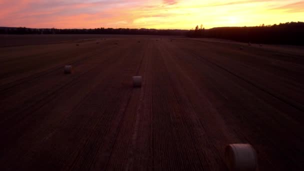 Aerial Drone View Man Walking Middle Field Harvest Vast Fields — Stock Video