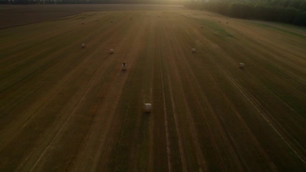 Drone Aereo Sparato Grande Campo Oro Con Uomo Seduto Una — Video Stock