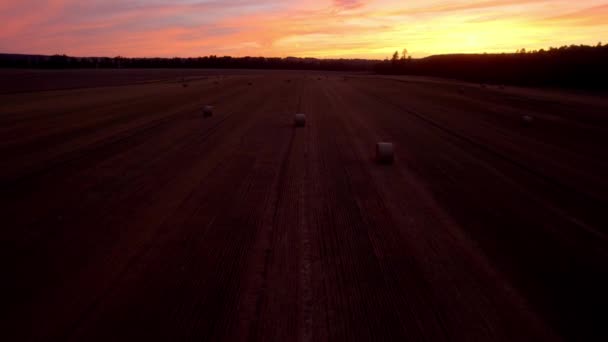 Obrovská Pole Červená Soumračná Obloha Videa Západ Slunce Zemědělské Oblasti — Stock video