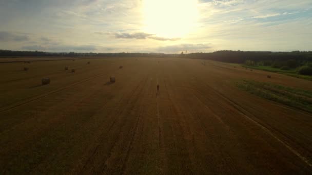 Uomo Solitario Con Uno Zaino Che Cammina Attraverso Campo Raccolto — Video Stock