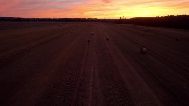 Flygdrönare Skott Gyllene Fält Med Höbalar Eller Halmbalar Efter Skörd — Stockvideo