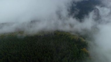 Hava aracı, yağmurlu bir günde yeşil ormanı kaplayan sislerin üzerinden hareket ediyor..