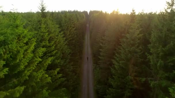 Летный Вперед Движущийся Снимок Прогулки Густым Зеленым Сосновым Лесам Заходом — стоковое видео