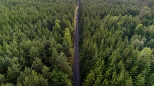 Légi Drón Kilátás Egy Útra Erdő Közepén Dzsungel Magas Fákkal — Stock videók