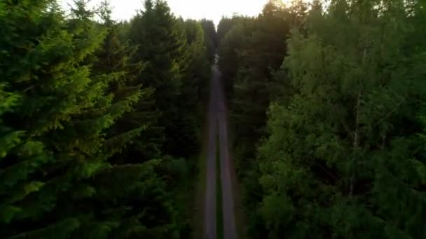 Vista Aérea Longo Caminho Floresta Tranquila Que Conduz Através Árvores — Vídeo de Stock