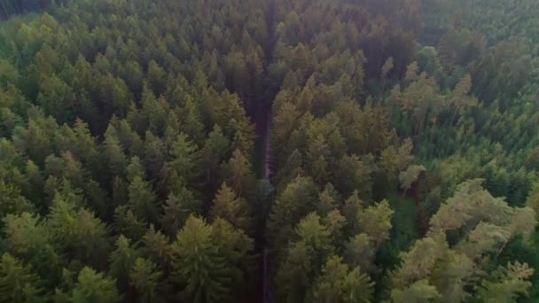 Vorwärts Fliegende Drohne Über Einen Schmalen Fußweg Durch Den Wald — Stockvideo