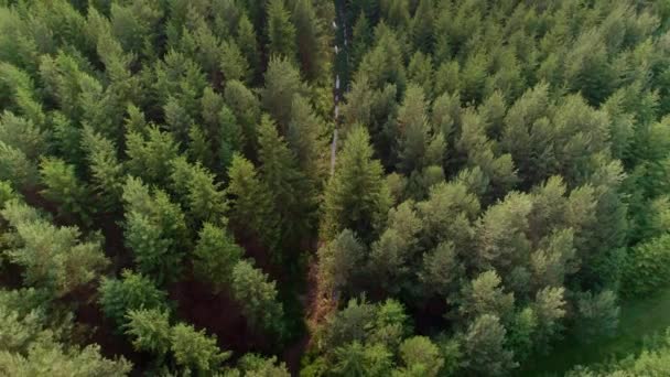 Aerial Bird Eye View Pathway Covered Rain Water Heavy Rainfall — Stockvideo