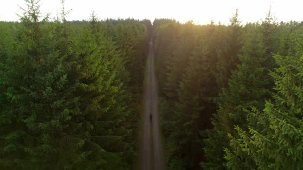 Människan Går Optimistiskt Ensam Stig Skogen Vid Solnedgången Romantisk Promenad — Stockvideo