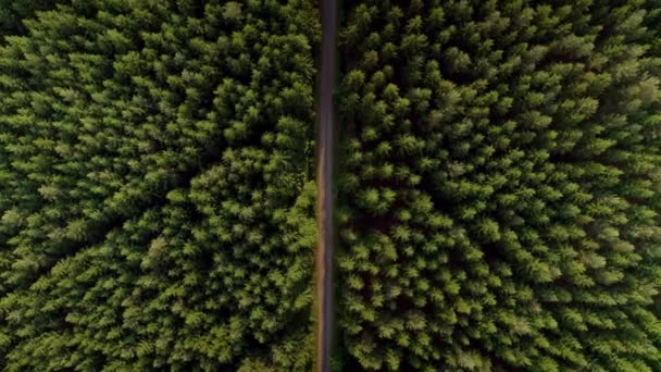Aerial Bird Eye View Road Surrounded Lush Green Forest Sunny — 图库视频影像