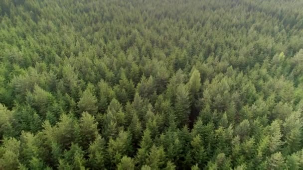 Lanzamiento Aéreo Hacia Adelante Denso Bosque Coníferas Verdes Durante Día — Vídeos de Stock
