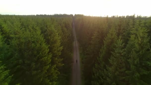 Дрон Летить Прямій Дорозі Веде Через Ліс Сходу Сонця Людиною — стокове відео