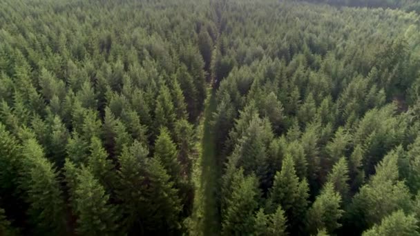Luftaufnahme Eines Naturlehrpfades Der Bei Sonnenuntergang Durch Nadelwald Führt Baumwipfel — Stockvideo