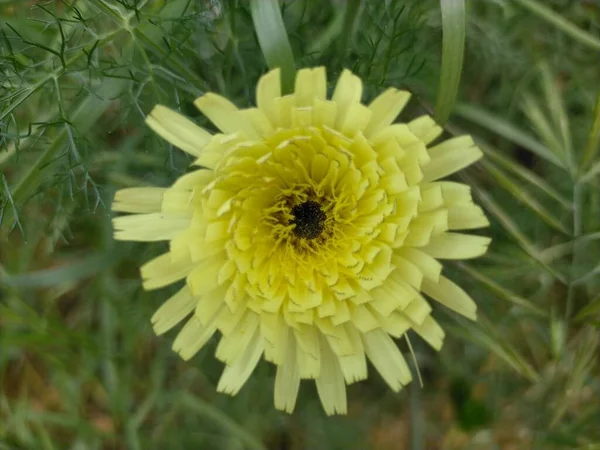 Urospermum Dalechampii Miembro Herbáceo Familia Asteraceae — Foto de Stock