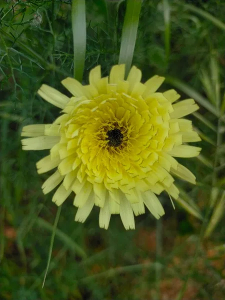 Urospermum Dalechampii Jest Zielnym Członkiem Rodziny Asteraceae — Zdjęcie stockowe