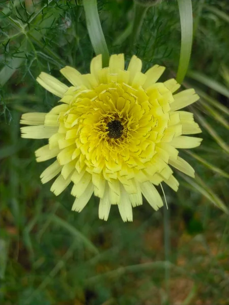 菊科植物是菊科植物中的草本植物 — 图库照片