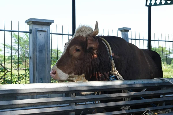 Vaca Marrom Sapi Qurban Para Preparação Eid Adha — Fotografia de Stock