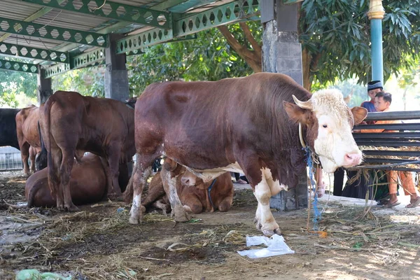 Vaca Marrom Sapi Qurban Para Preparação Eid Adha — Fotografia de Stock