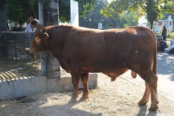 Vaca Marrom Sapi Qurban Para Preparação Eid Adha — Fotografia de Stock