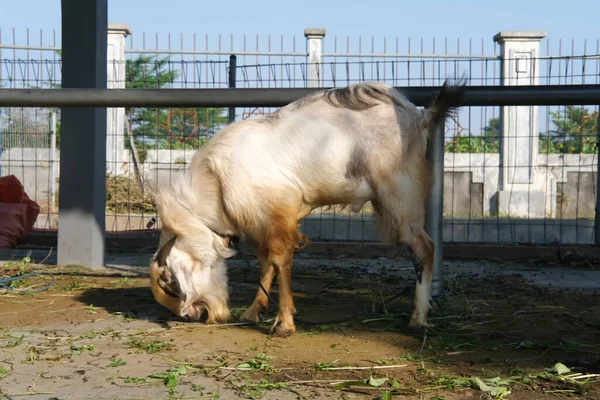 Cabra Kambing Qurban Para Preparação Sacrifícios Eid Adha — Fotografia de Stock