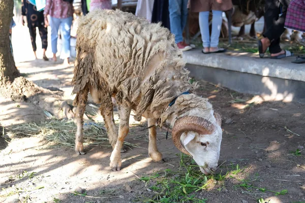 Sheep Kambing Qurban Preparation Sacrifices Eid Adha — Fotografia de Stock