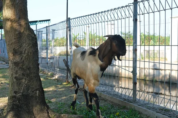 Goat Kambing Qurban Preparation Sacrifices Eid Adha — Fotografia de Stock