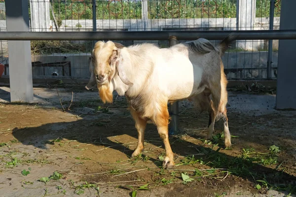 Cabra Kambing Qurban Para Preparação Sacrifícios Eid Adha — Fotografia de Stock