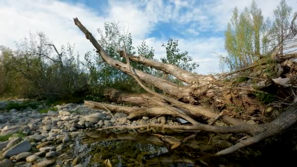 Summer Landscape River — Stock Video