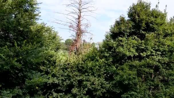 Drone Lotnicze Letnia Panorama Martwym Drzewem — Wideo stockowe
