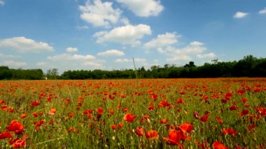Kırmızı Gelincikli Baharda manzara - 5K