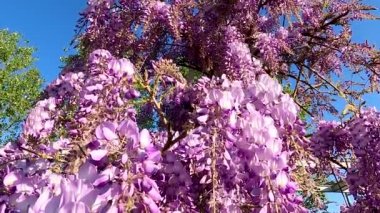 Wisteria ile Şehir Manzarası