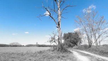 Ölü Ağacın Kırsal Arazisi