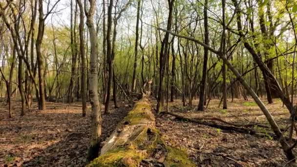 Paesaggio Bosco Italia — Video Stock