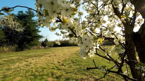 Kırsal Kesimde Beyaz Çiçekli Bitki — Stok video