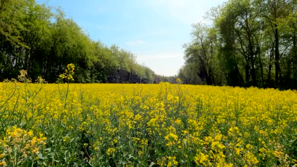 Paisagem Verão Com Flores Amarelas — Vídeo de Stock