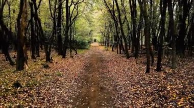 Hava Aracı - Sonbaharda Ormanda Yol
