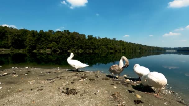 Ландшафт Лебедями Річці — стокове відео