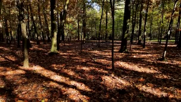 Flygdrönare Höstlandskap Skogen — Stockvideo