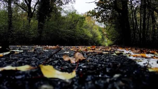 Aerial Drone Autumn Landscape Road — Stock Video